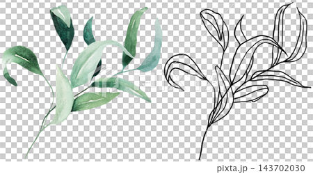 Watercolor botanical clipart with green eucalyptus leaves and black line art, isolated illustration Watercolor botanical clipart with green eucalyptus leaves and black line art, isolated illustration 143702030