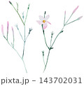 Watercolor light pink jasmine flowers and buds, floral isolated illustration for wedding stationery 143702031