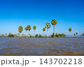 Borassus palm trees on Lake Tempe, South Sulawesi, Indonesia 143702218