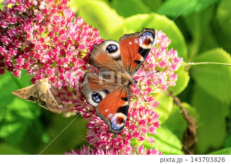 Peacock butterfly (Aglais io) and small moth feeding together on pink Sedum flowers. Peacock butterfly (Aglais io) and small moth feeding together on pink Sedum flowers. 143703826
