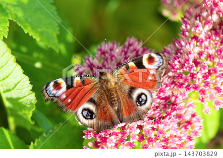 Beautiful Peacock butterfly (Aglais io) with vibrant eye spots sitting on pink Sedum (Stonecrop) flowers in sunny garden. 143703829