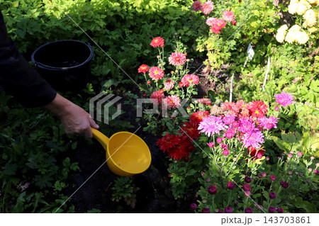 A man waters blooming red and pink aster bushes on a sunny autumn day in the garden A man waters blooming red and pink aster bushes on a sunny autumn day in the garden 143703861