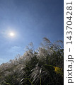 青空と太陽を背景に銀色に輝くススキの穂 143704281