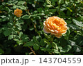 Yellow Rose Bush 143704559