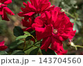 Moulin Rouge Floribunda Rose 143704560
