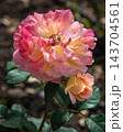 Abraham Darby Rose Bloom 143704561