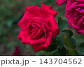 Red Dame de Coeur Rose Bloom 143704562