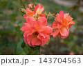 Westerland Rose with Apricot Orange Blooms 143704563