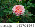 Pink Rose with Dense Layered Petals 143704565