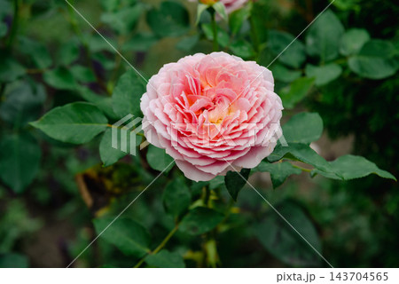 Pink Rose with Dense Layered Petals 143704565