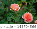 Coral Pink Rose Flower with Unopened Bud 143704566