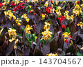 Colorful canna flowers and dark foliage background 143704567