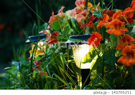 Garden Solar Lights Among Orange Nasturtium Flowers at Dusk Garden Solar Lights Among Orange Nasturtium Flowers at Dusk 143705251