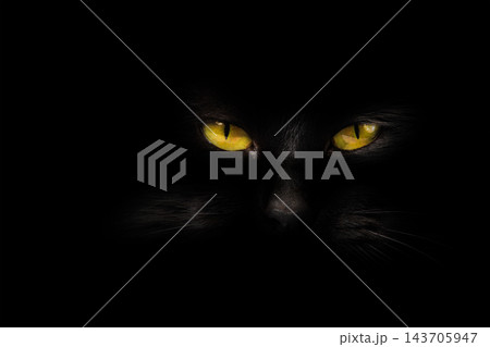 portrait  black cat on a black background 143705947