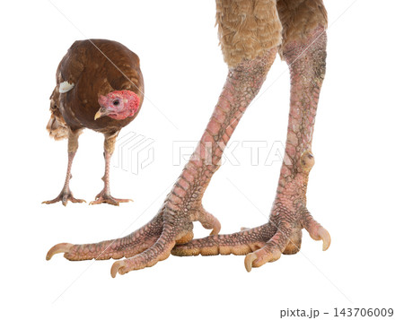 Turkey legs and  brown turkey isolated on white background 143706009