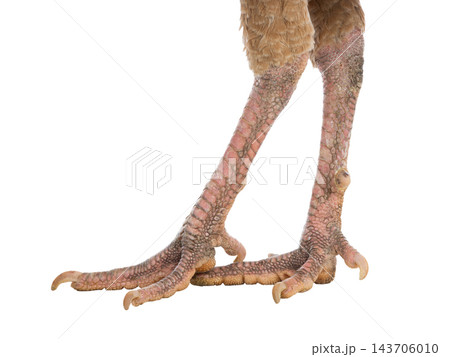 Turkey legs isolated on white background Turkey legs isolated on white background 143706010
