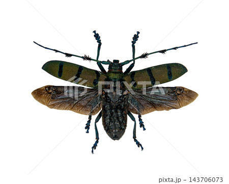 Diastocera wallichi Longhorn Beetle with Spread Wings Isolated o 143706073