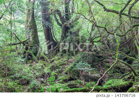 屋久島白谷雲水峡の秋　人気の苔むす森 143706716