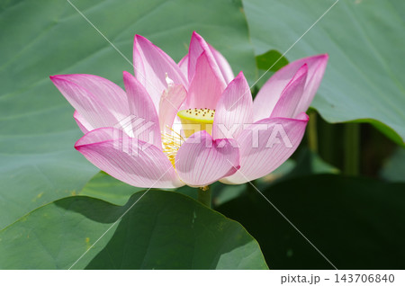 淡いピンク色のハスの花 淡いピンク色のハスの花 143706840