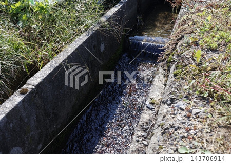 農業用水路を流れる水。草に囲まれたコンクリート水路。 143706914