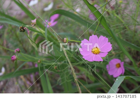 コスモスの花のある風景 コスモスの花のある風景 143707185