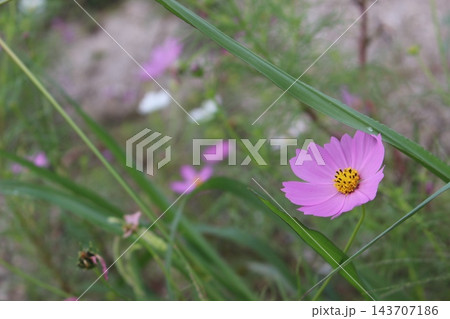 秋の野原に咲くピンクのコスモスの花 秋の野原に咲くピンクのコスモスの花 143707186