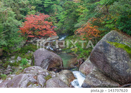 屋久島白谷雲水峡の秋　紅葉の渓谷 143707620