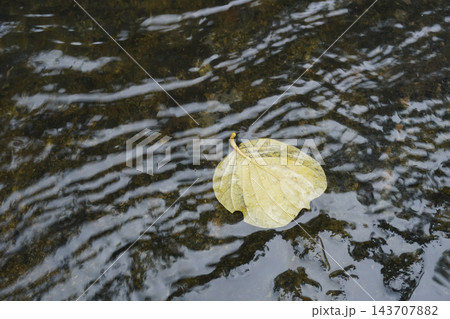 Single yellow leaf floating on clear flowing water over mossy rock, symbolizing zen balance, tranquility Single yellow leaf floating on clear flowing water over mossy rock, symbolizing zen balance, tranquility 143707882