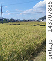 収穫間近の田んぼ 143707885
