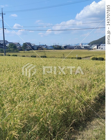 収穫間近の田んぼ 143707885