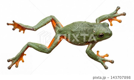 Green tree frog with orange legs stretched on white background 143707898