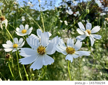 白いコスモスの花畑 白いコスモスの花畑 143708294