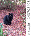 落ち葉の絨毯と黒の猫 143708408