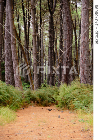 Walking track - Rotorua Walking track - Rotorua 143708698