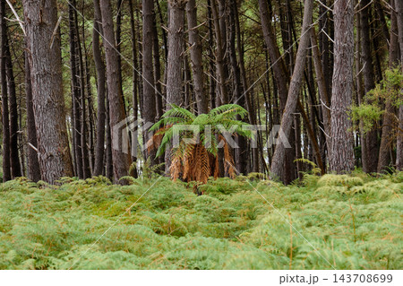 Fern - Rotorua 143708699
