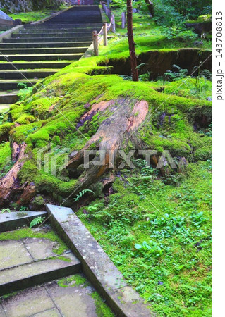曹洞宗大本山永平寺の境内の階段と苔の生えた古い切り株 曹洞宗大本山永平寺の境内の階段と苔の生えた古い切り株 143708813
