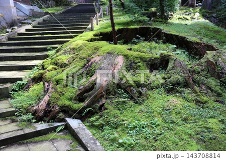 曹洞宗大本山永平寺の境内の階段と苔の生えた古い切り株 曹洞宗大本山永平寺の境内の階段と苔の生えた古い切り株 143708814