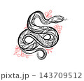 Black Line Art Snake Illustration Isolated on White Background  143709512