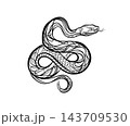 Black Line Art Snake Illustration Isolated on White Background  143709530