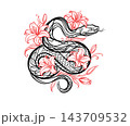 Detailed graphic illustration of an ornate snake entwined with delicate lily flowers in black and red ink style, isolated on a clean white background.  143709532