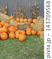 Rustic Autumn Pumpkin Patch with Straw Bales and Corn Stalks  143709568