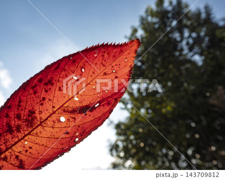 逆光に透き通る鮮やかな赤い桜紅葉 逆光に透き通る鮮やかな赤い桜紅葉 143709812