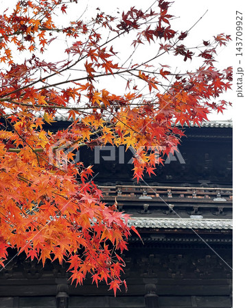 真っ赤な紅葉と寺院の山門 143709927