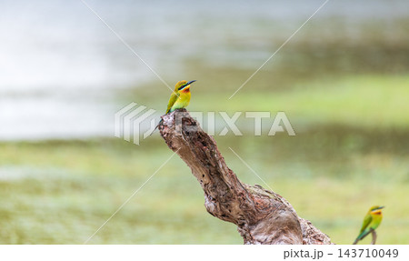 Green bee-eater (Merops orientalis) perched on a weathered tree trunk near a lake at Wilpattu National Park, Sri Lanka 143710049