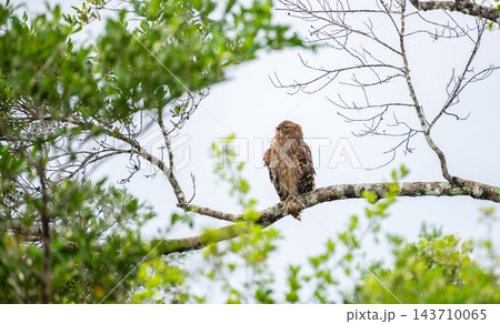 Owl on a branch. Brown fish owl (Ketupa zeylonensis) perched, framed naturally by branches and leaves against a bright sky at Wilpattu National Park, Sri Lanka. Owl on a branch. Brown fish owl (Ketupa zeylonensis) perched, framed naturally by branches and leaves against a bright sky at Wilpattu National Park, Sri Lanka. 143710065