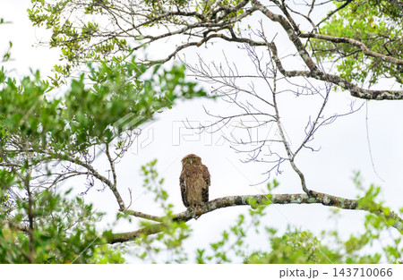 Brown fish owl (Ketupa zeylonensis) perched, framed naturally by branches and leaves against a bright sky at Wilpattu National Park, Sri Lanka. Brown fish owl (Ketupa zeylonensis) perched, framed naturally by branches and leaves against a bright sky at Wilpattu National Park, Sri Lanka. 143710066