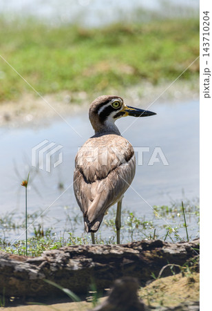 Great thick-knee (Esacus recurvirostris) standing beside a lake. It has a distinctive large bill, striking facial markings, and bright yellow eyes Great thick-knee (Esacus recurvirostris) standing beside a lake. It has a distinctive large bill, striking facial markings, and bright yellow eyes 143710204