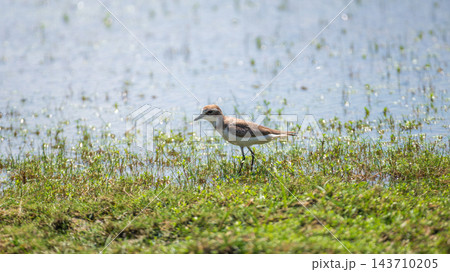 A lesser sand plover stands in waterside grasses at Wilpattu National Park, Sri Lanka 143710205
