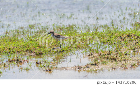 A lesser sand plover stands in waterside grasses at Wilpattu National Park, Sri Lanka A lesser sand plover stands in waterside grasses at Wilpattu National Park, Sri Lanka 143710206