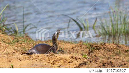 A Sri Lankan flapshell turtle (Lissemys ceylonensis) basking on the sandy bank beside a waterhole at Wilpattu National Park, Sri Lanka. 143710207